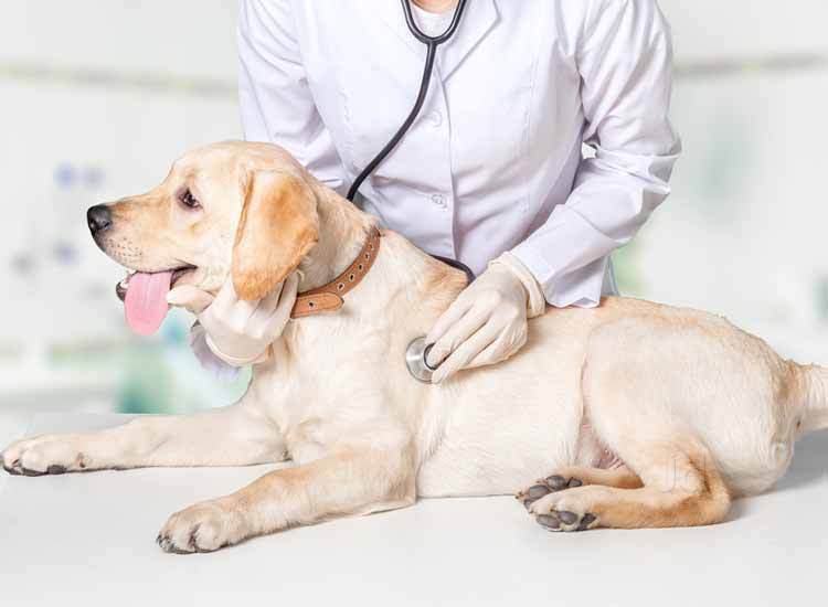 Illustration of a dog doctor